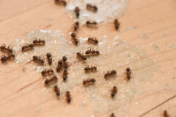 Best Commercial Pest Control Services  in Loch Sheldrake, NY